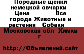 Породные щенки немецкой овчарки › Цена ­ 24 000 - Все города Животные и растения » Собаки   . Московская обл.,Химки г.